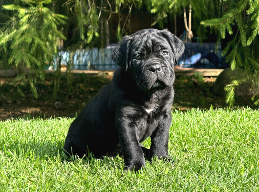 Irk Ve Sağlik Garanti̇li̇ Cane Corso Yavrularim görsel