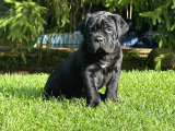 Irk Ve Sağlik Garanti̇li̇ Cane Corso Yavrularim