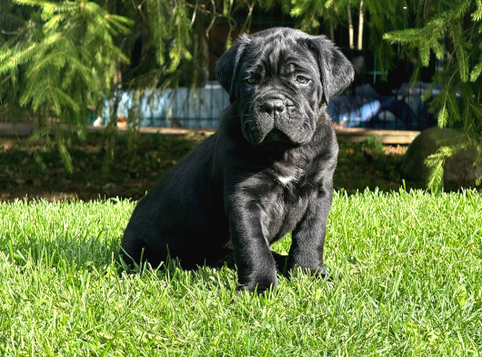 Irk Ve Sağlik Garanti̇li̇ Cane Corso Yavrularim görsel