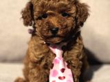 Kore Poodle Yavrular