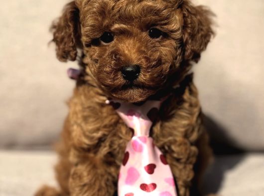 Kore Poodle Yavrular görsel