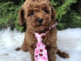 Kore Poodle Yavrular