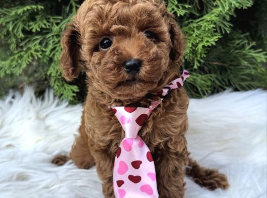 Kore Poodle Yavrular görsel