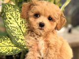APRİCOT RENK MALTİPOO YAVRULAR