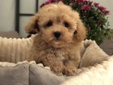 GÜLEN YÜZ MALTİPOO BEBEKLER