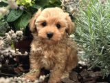 MALTİPOO YAVRUMUZ LİNDA