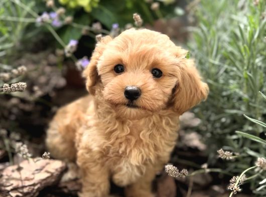 Malti̇poo Yavrumuz Li̇nda görsel