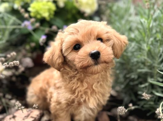 Malti̇poo Yavrumuz Li̇nda görsel