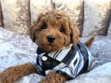 GÜZELLER GÜZELİ TOY POODLE YAVRULARI