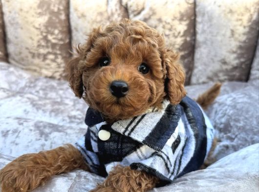 Güzeller Güzeli̇ Toy Poodle Yavrulari