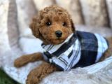 Güzeller Güzeli̇ Toy Poodle Yavrulari