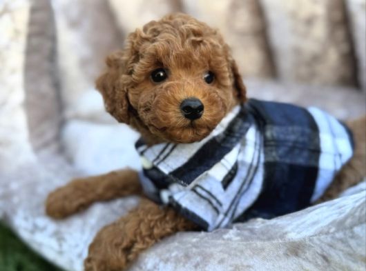 Güzeller Güzeli̇ Toy Poodle Yavrulari görsel