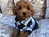 Güzeller Güzeli̇ Toy Poodle Yavrulari