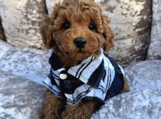 Güzeller Güzeli̇ Toy Poodle Yavrulari görsel