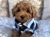 Güzeller Güzeli̇ Toy Poodle Yavrulari