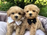 MALTİPOO KARDEŞLER