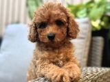 APRİCOT POODLE BEBEKLER