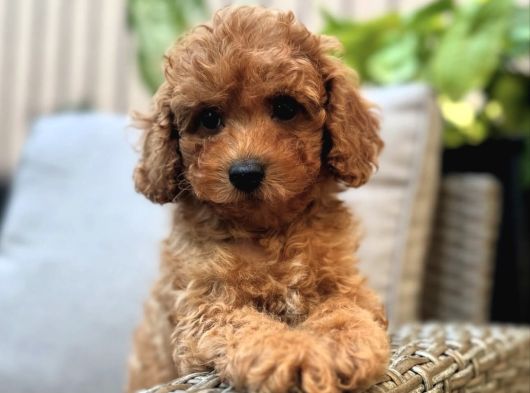 Apri̇cot Poodle Bebekler