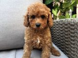 Apri̇cot Poodle Bebekler