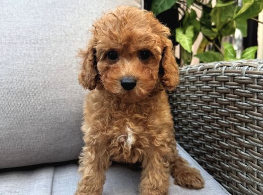 Apri̇cot Poodle Bebekler görsel