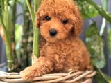 SAFKAN TOY POODLE YAVRULARIMIZ