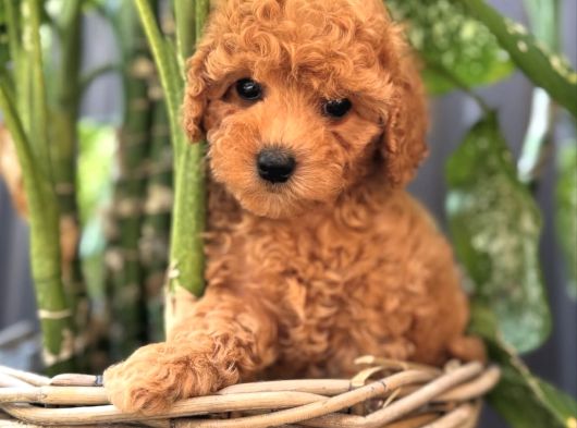 Safkan Toy Poodle Yavrularimiz