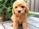 Safkan Toy Poodle Yavrularimiz