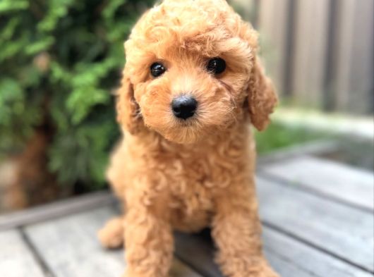 Safkan Toy Poodle Yavrularimiz görsel