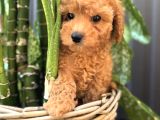 Safkan Toy Poodle Yavrularimiz