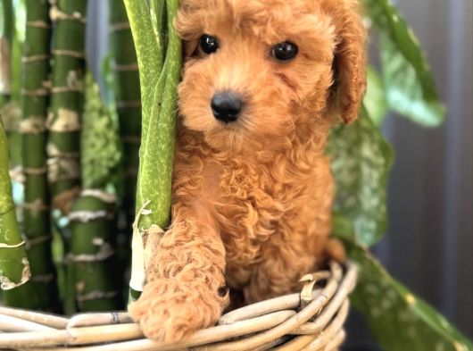 Safkan Toy Poodle Yavrularimiz görsel