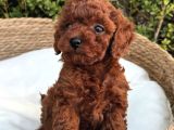 RENK GÜZELİ TOY POODLE BEBEKLER