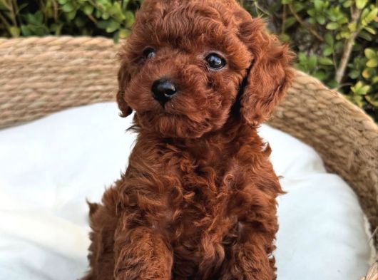 Renk Güzeli̇ Toy Poodle Bebekler
