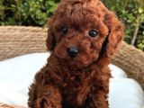 Renk Güzeli̇ Toy Poodle Bebekler