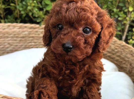 Renk Güzeli̇ Toy Poodle Bebekler görsel
