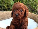 Renk Güzeli̇ Toy Poodle Bebekler