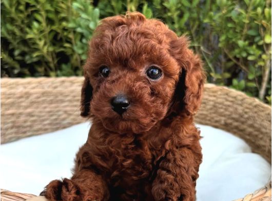 Renk Güzeli̇ Toy Poodle Bebekler görsel