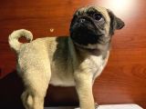 Irk Ve Sağlik Garanti̇li̇ Pug Mobs Rıfkı Yavrularım
