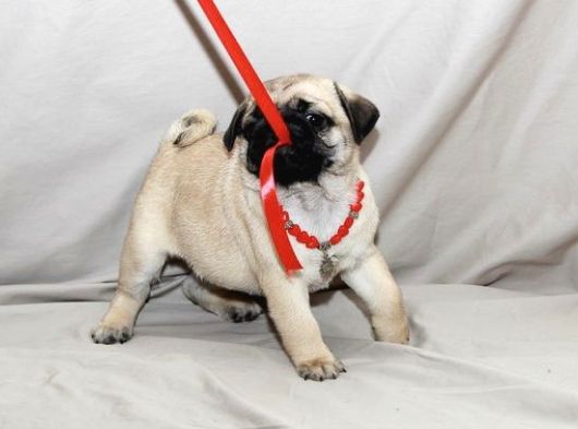 Irk Ve Sağlik Garanti̇li̇ Pug Mobs Rıfkı Yavrularım
