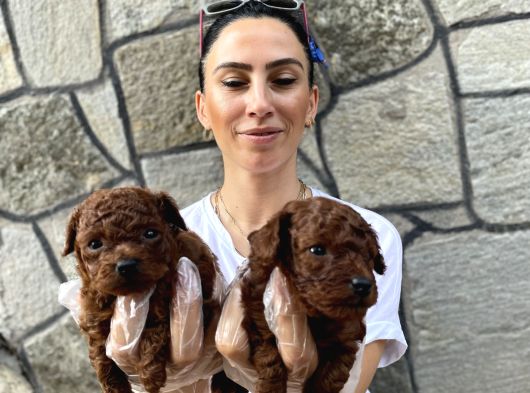Toy Poddle Bebeklerim Ped Eğitimli görsel