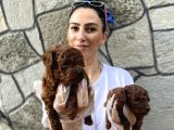 Toy Poddle Bebeklerim Ped Eğitimli