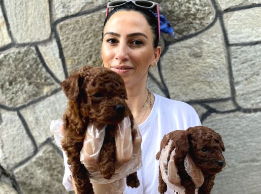 Toy Poddle Bebeklerim Ped Eğitimli görsel