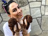 Toy Poddle Bebeklerim Ped Eğitimli