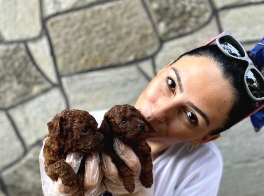 Toy Poddle Bebeklerim Ped Eğitimli