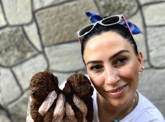 Toy Poddle Bebeklerim Ped Eğitimli görsel