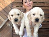 Golden Retriver Yavrularım Sağlık Ve Irk Garantilid