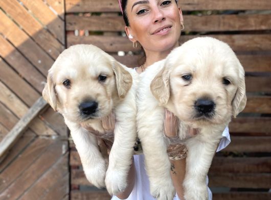 Golden Retriver Yavrularım Sağlık Ve Irk Garantilid görsel