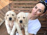Golden retriver yavrularım sağlık ve ırk garantilid