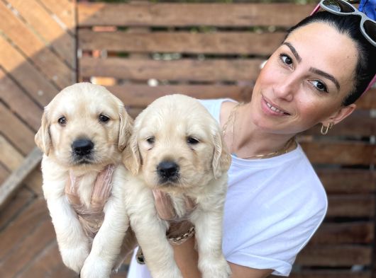 Golden Retriver Yavrularım Sağlık Ve Irk Garantilid