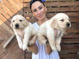 Golden Retriver Yavrularım Sağlık Ve Irk Garantilid