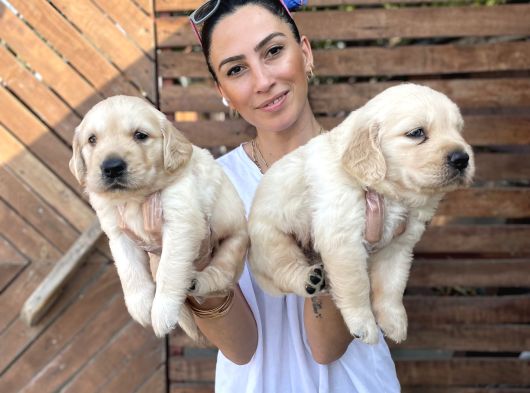 Golden Retriver Yavrularım Sağlık Ve Irk Garantilid görsel